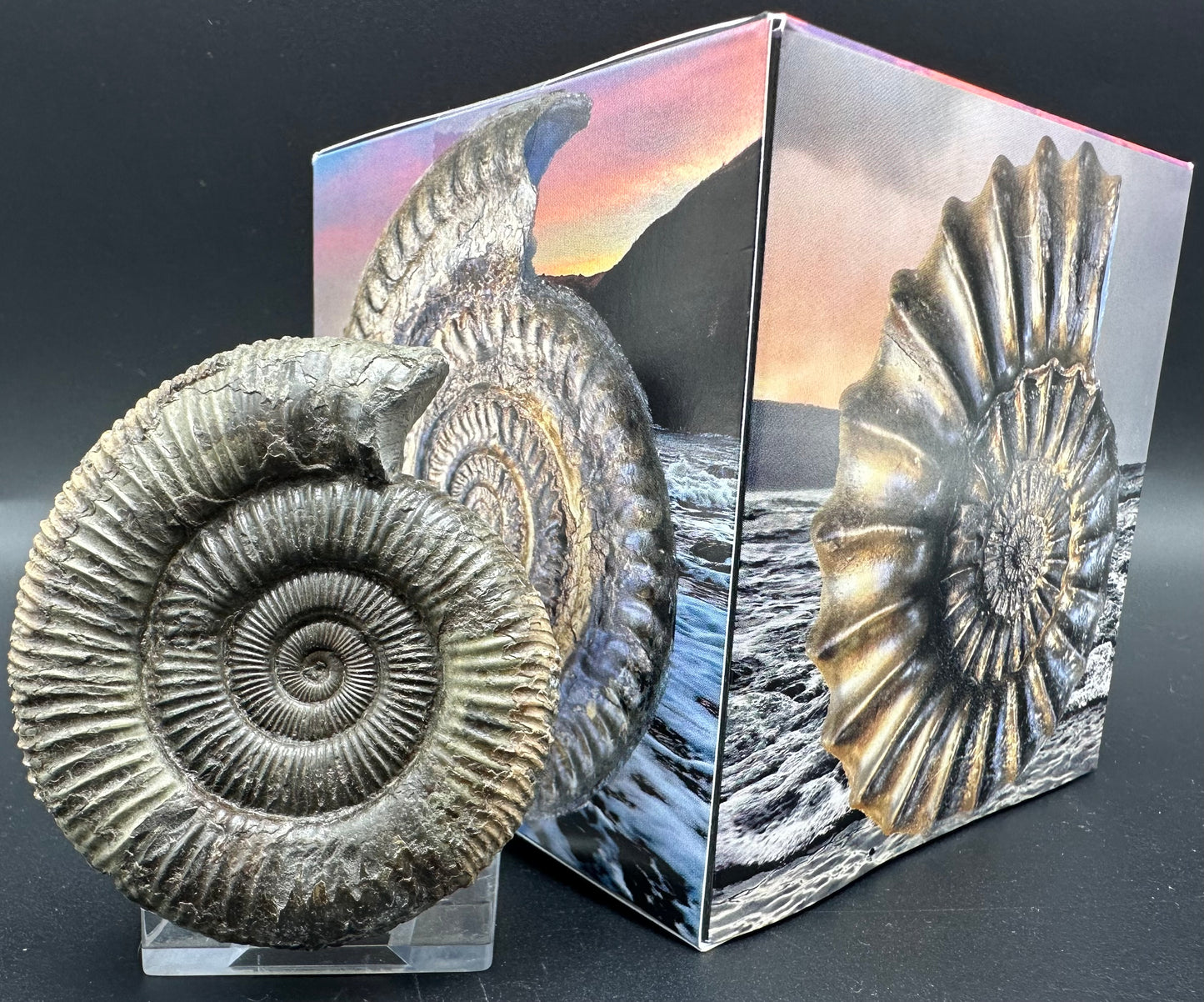 Dactylioceras Ammonite Fossil With Box And Stand - Whitby, North Yorkshire Jurassic Coast Yorkshire Fossils