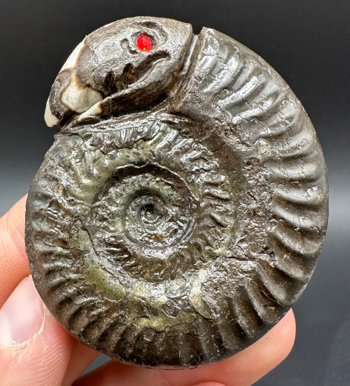 Snakestone Ammonite Fossil With Bag/Box And Stand - Whitby, North Yorkshire Jurassic Coast Yorkshire Fossils