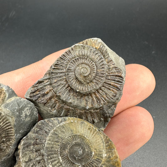 Dactylioceras imprint (negative) bundle ammonite shell fossil with box - Whitby, North Yorkshire, Yorkshire Fossils