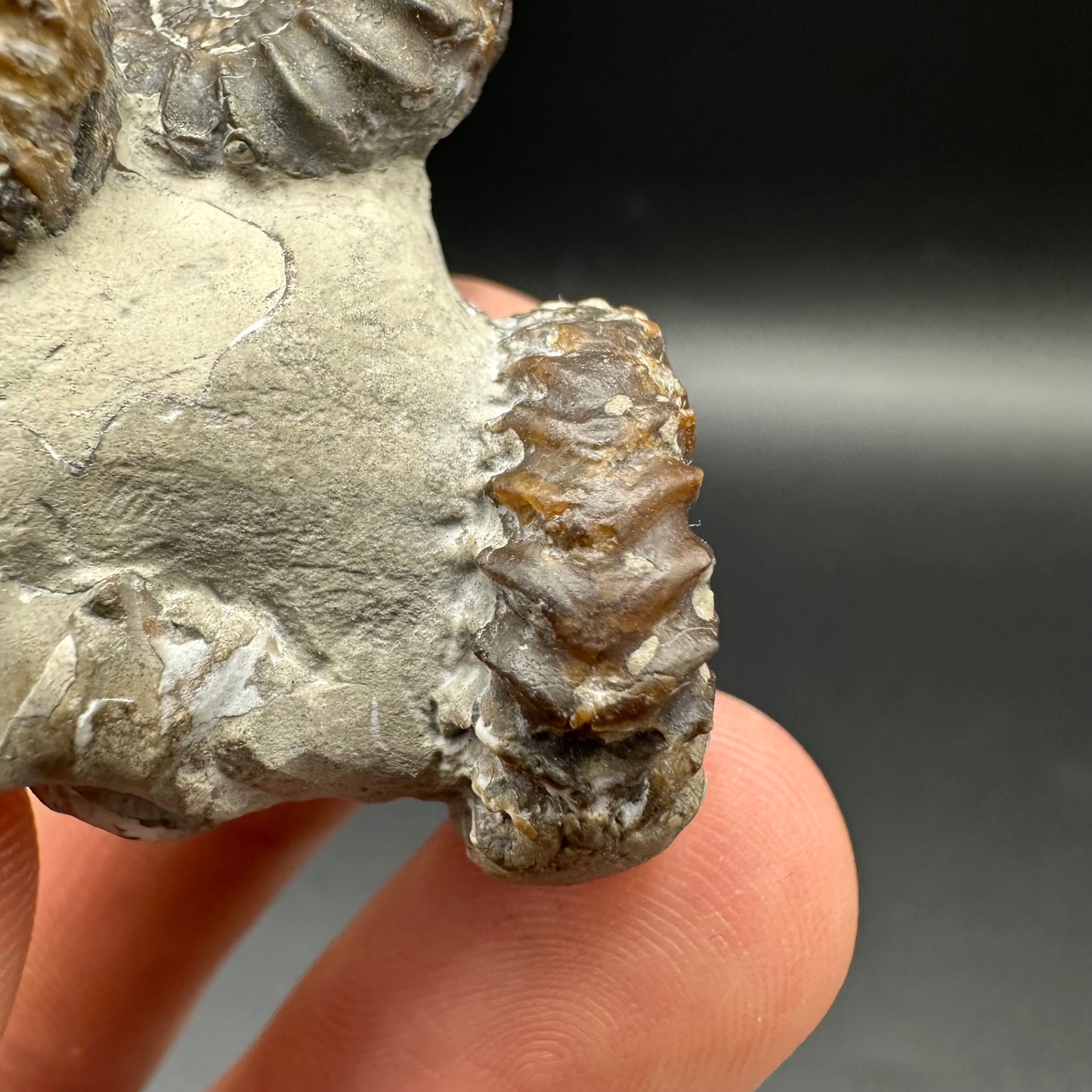 Oistoceras figulinum ammonite fossil with box and stand - Whitby, North Yorkshire Jurassic Coast Yorkshire Fossils