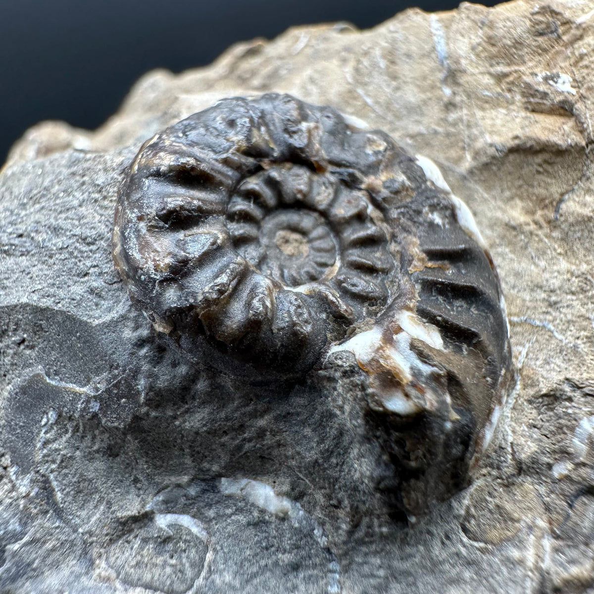 Amaltheus subnodosus Ammonite fossil with stand - Whitby, North Yorkshire Jurassic Coast Yorkshire Fossils