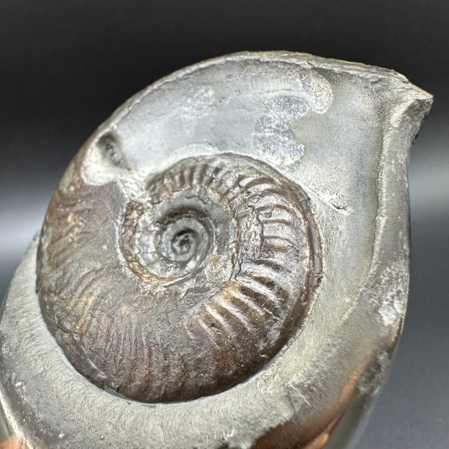 Golden Egg (GENUINE) Ammonite Fossil With Stand - Whitby, North Yorkshire Jurassic Coast Yorkshire Fossils