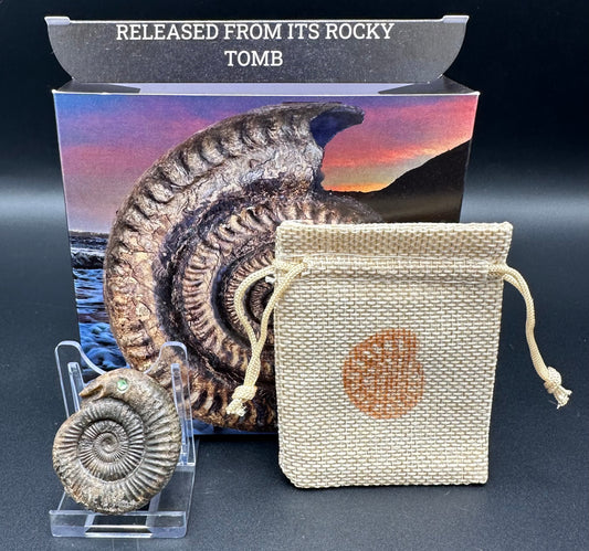Snakestone Ammonite Fossil With Bag/Box And Stand - Whitby, North Yorkshire Jurassic Coast Yorkshire Fossils