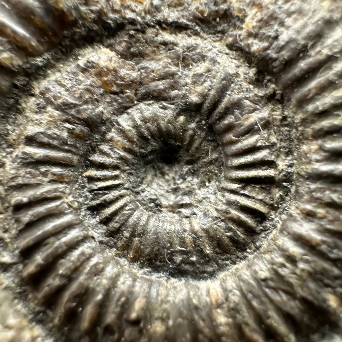 Dactylioceras Ammonite Fossil With box and Stand - Whitby, North Yorkshire Jurassic Coast Yorkshire Fossils