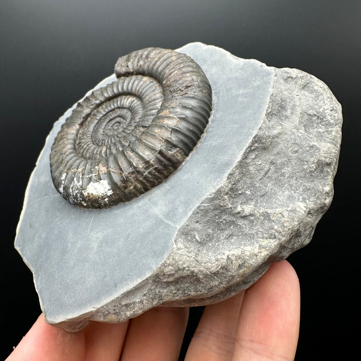 Dactylioceras Ammonite Fossil With Stand - Whitby, North Yorkshire Jurassic Coast Yorkshire Fossils