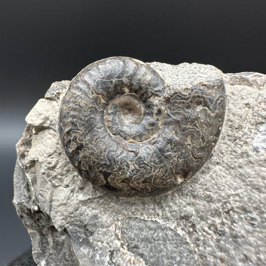 Grammoceras thoaurense Ammonite shell fossil with box and stand - Whitby, North Yorkshire, Yorkshire Fossils from the Jurassic Coast