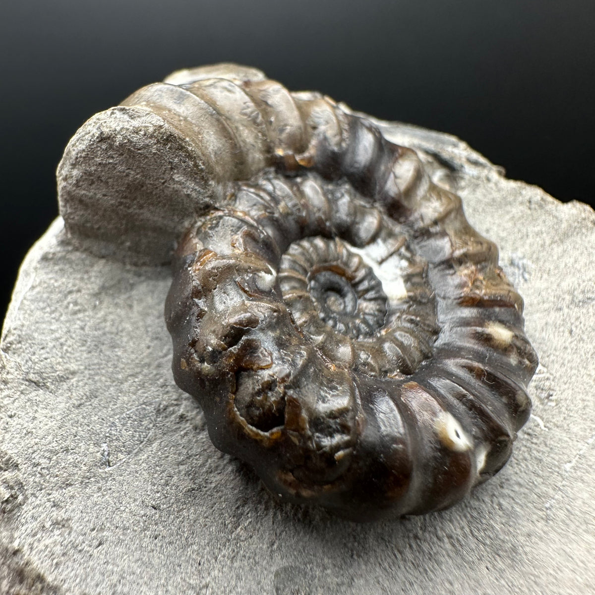 Androgynoceras maculatum ammonite fossil with box and stand - Whitby, North Yorkshire Jurassic Coast Yorkshire Fossils