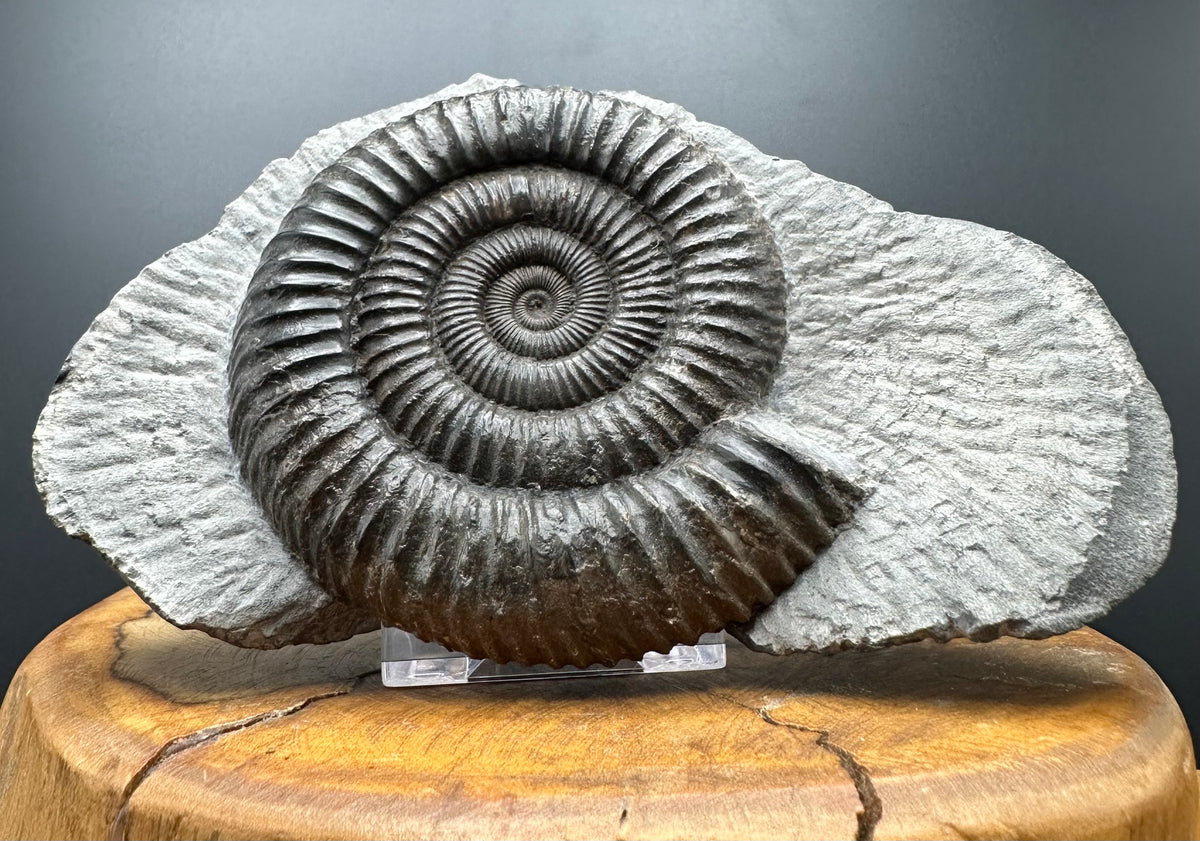 Dactylioceras Ammonite Fossil With box and Stand - Whitby, North Yorkshire Jurassic Coast Yorkshire Fossils