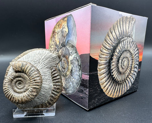 Dactylioceras Ammonite Fossil With Box And Stand - Whitby, North Yorkshire Jurassic Coast Yorkshire Fossils