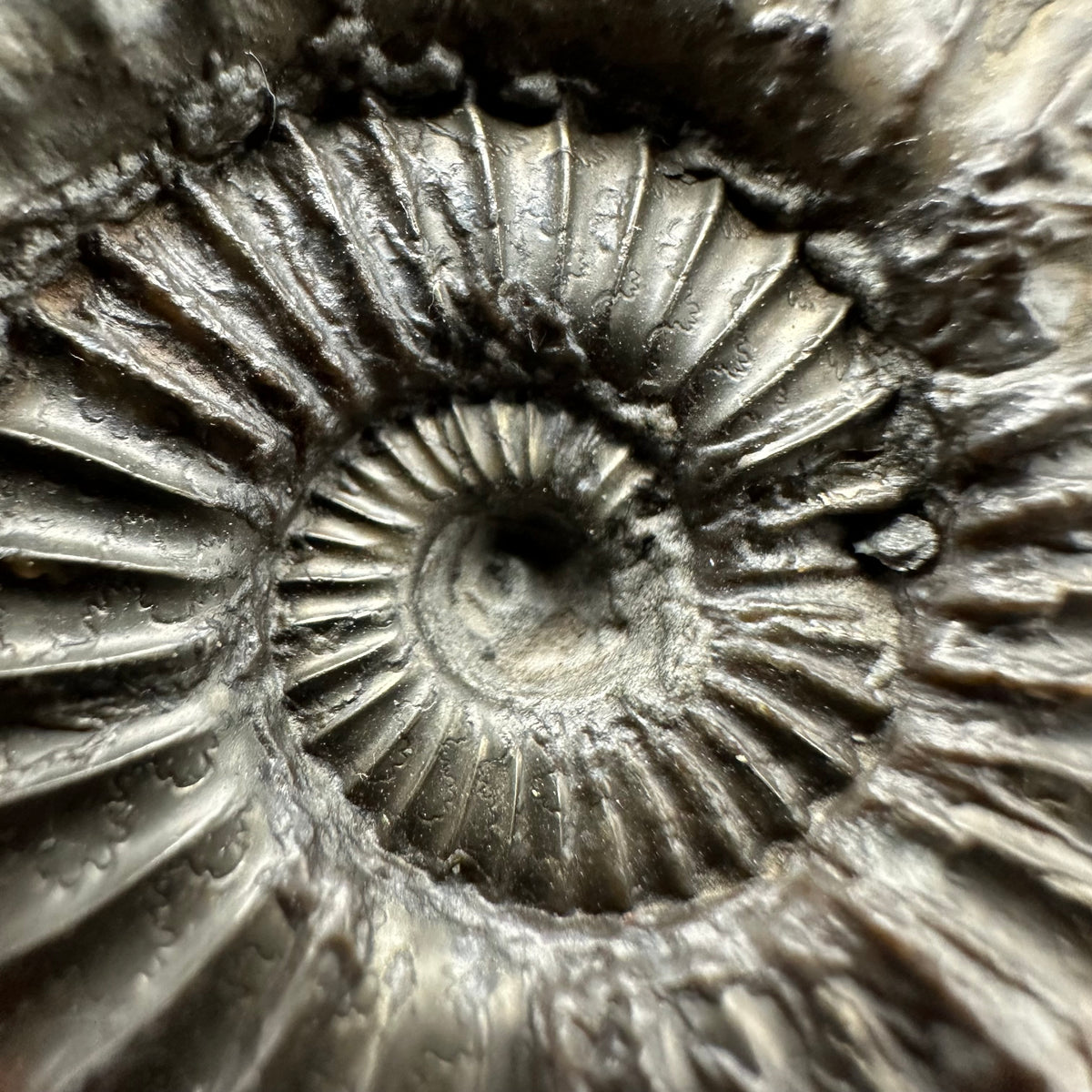 Schlothemia sp. ammonite fossil with box and stand - Whitby, North Yorkshire Jurassic Coast, Yorkshire fossils