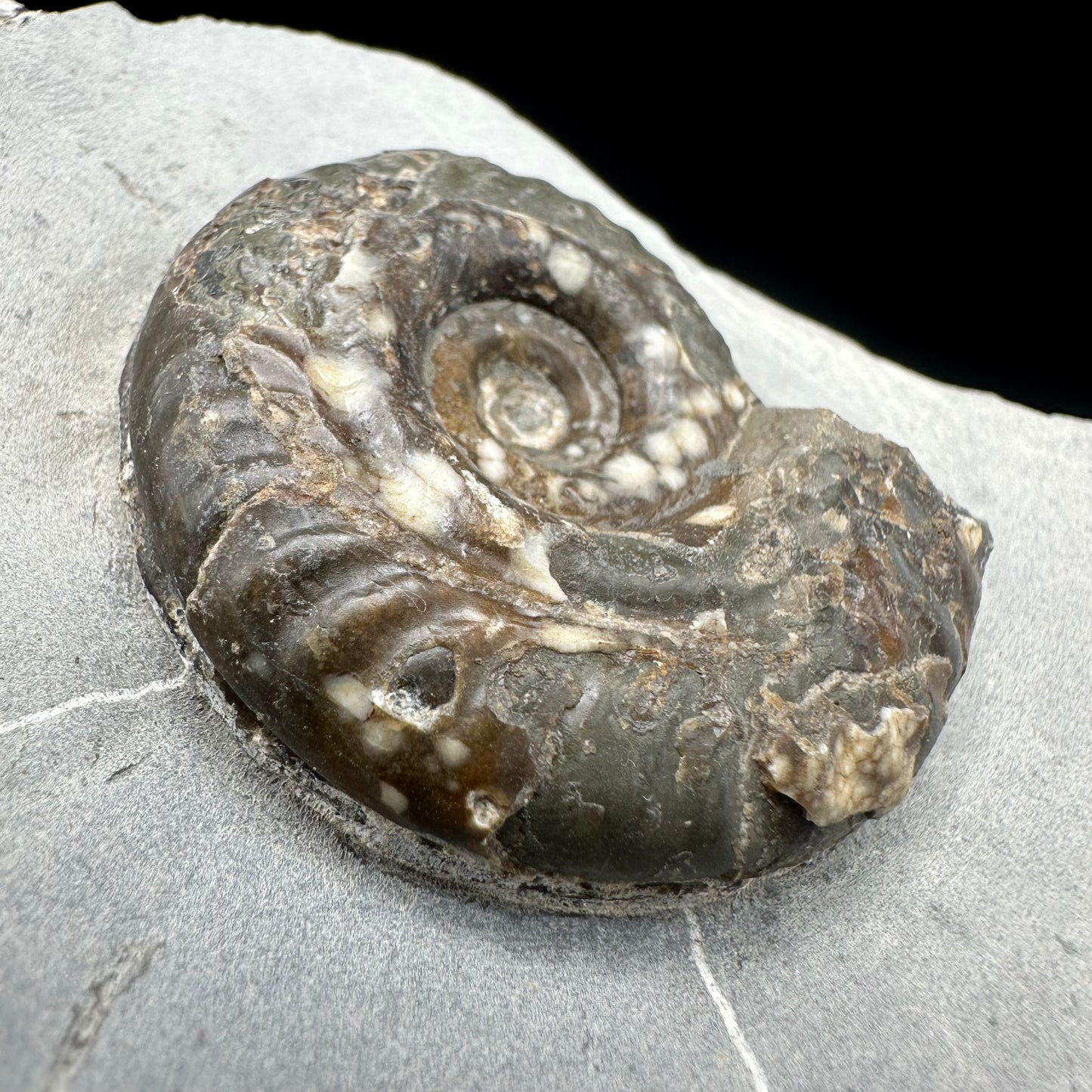 Hildoceras Bifrons Ammonite fossil with box and stand - Whitby, North Yorkshire Jurassic Coast, Yorkshire Fossils from the Jurassic Coast