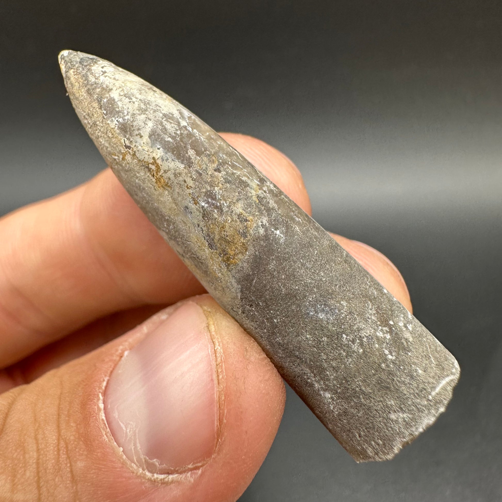 Belemnite (Fossil Squid) shell fossil - Whitby, North Yorkshire Jurass ...