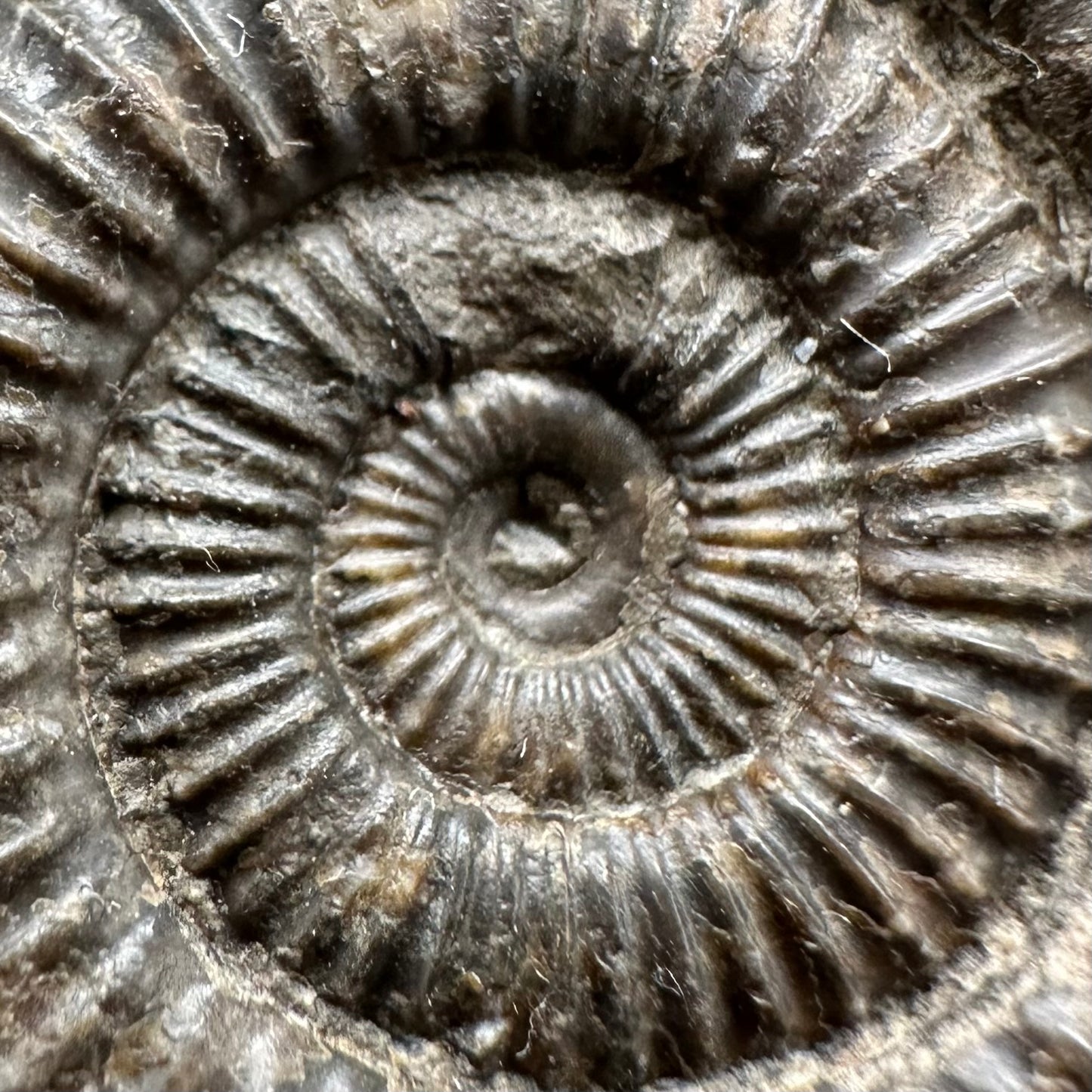 Dactylioceras Ammonite Fossil Gift Set - Whitby, North Yorkshire Jurassic Coast Yorkshire Fossils
