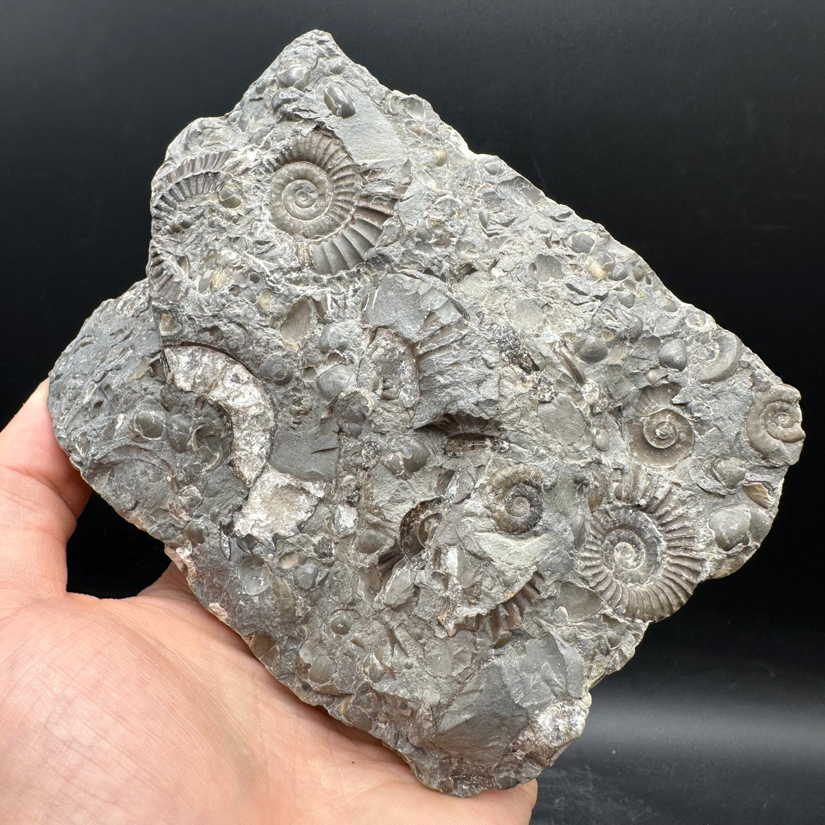 Arnioceras ammonite shell fossil with stand - Whitby, North Yorkshire Jurassic Coast Yorkshire Fossils