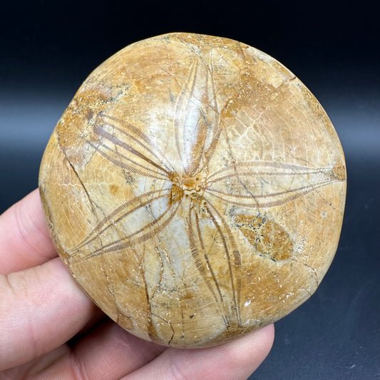 Holectypus Sea Urchin Fossil With Box And Stand - Middle Jurassic Madagascar