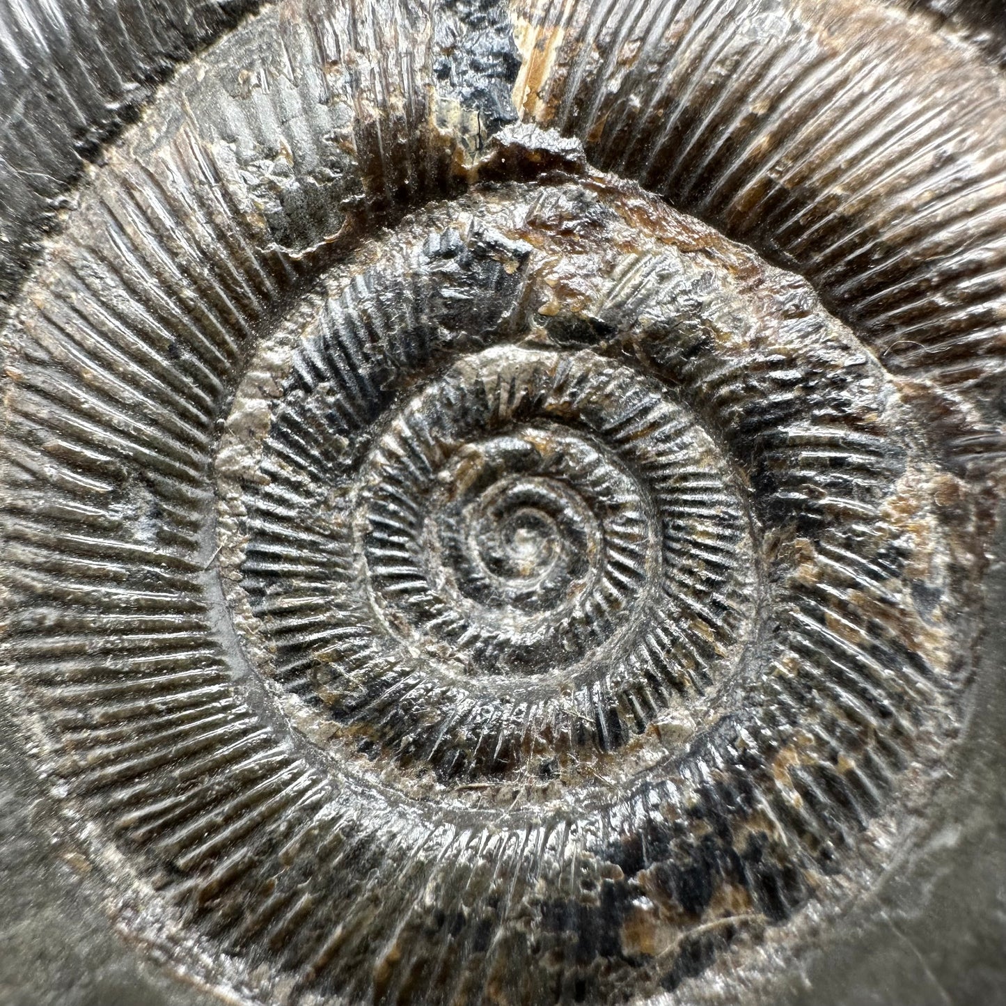 Dactylioceras tenuicostatum Ammonite fossil with box and stand - Whitby, North Yorkshire Jurassic Coast