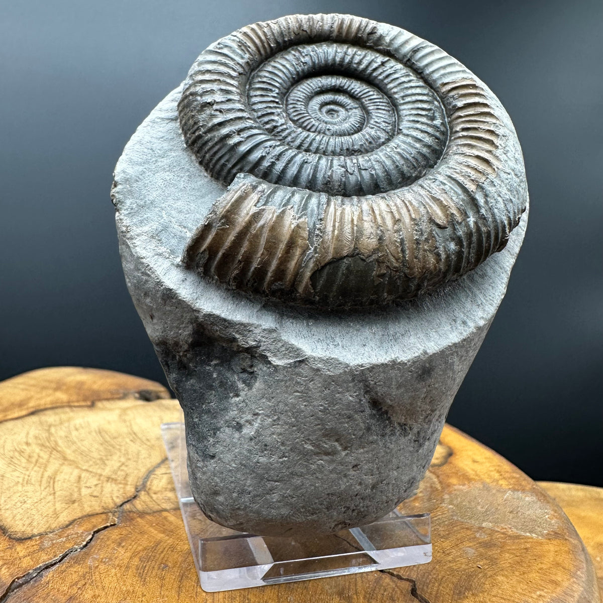 Dactylioceras Ammonite Fossil With box and Stand - Whitby, North Yorkshire Jurassic Coast Yorkshire Fossils