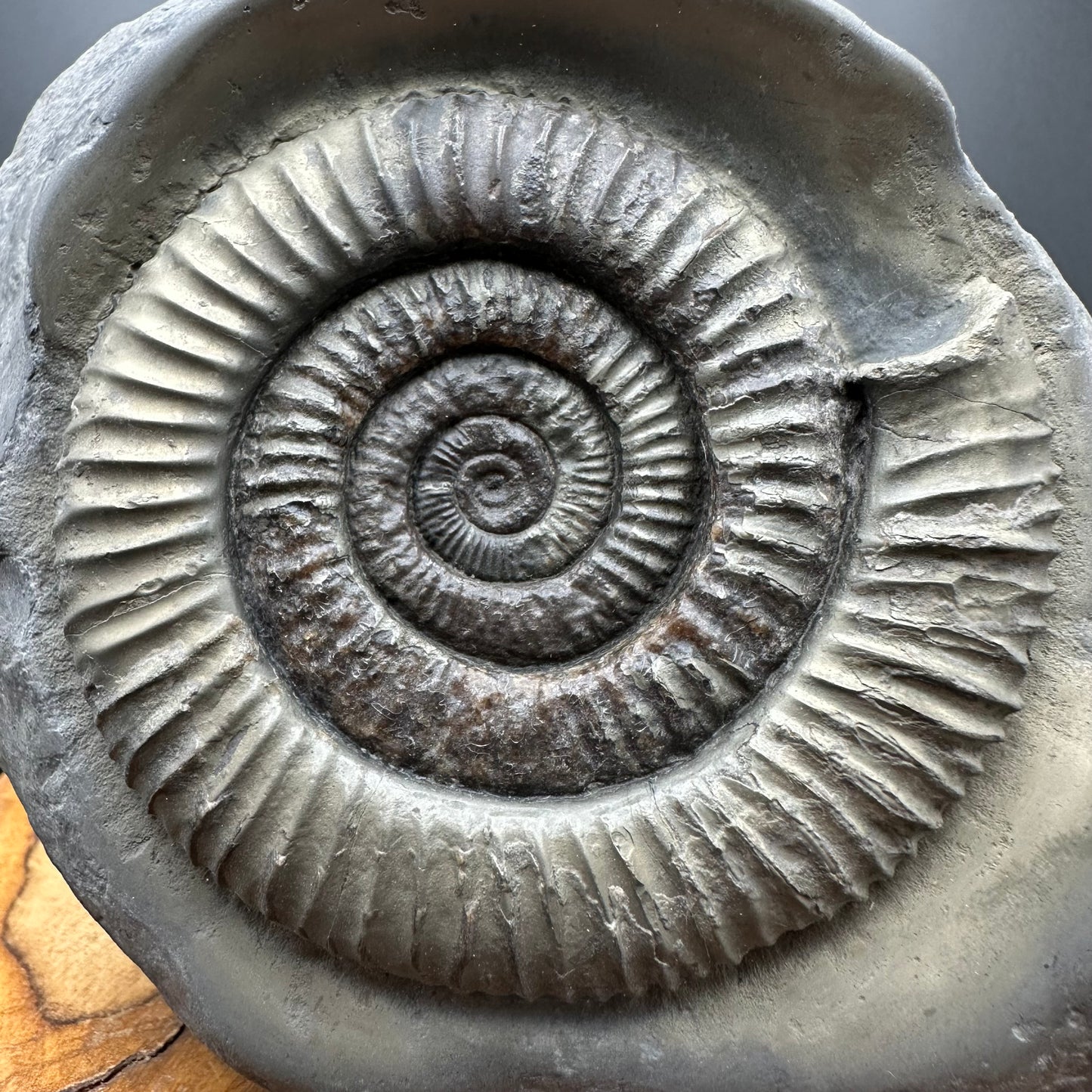Golden Dactylioceras Ammonite Fossil With box and Stand - Whitby, North Yorkshire Jurassic Coast Yorkshire Fossils