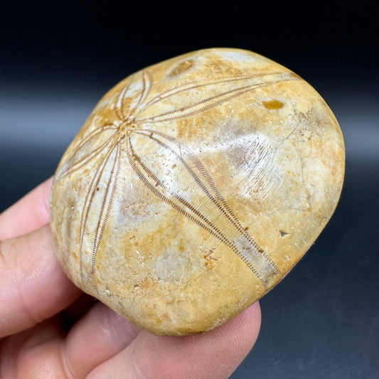 Holectypus Sea Urchin Fossil With Box And Stand - Middle Jurassic Madagascar