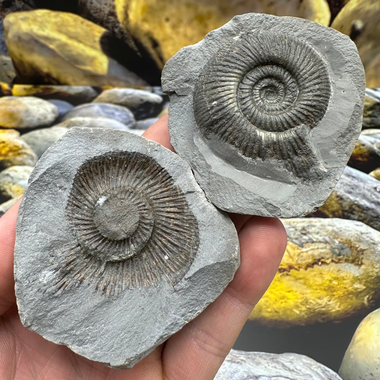 Dactylioceras semicelatum ammonite fossil - Whitby, North Yorkshire Jurassic Coast Yorkshire Fossils