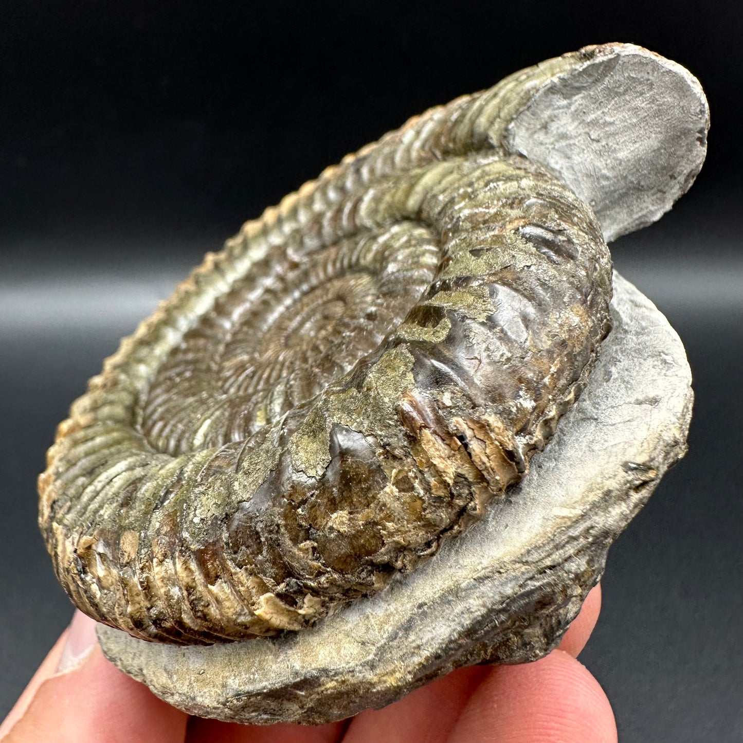 Dactylioceras Ammonite Fossil With Box And Stand - Whitby, North Yorkshire Jurassic Coast Yorkshire Fossils