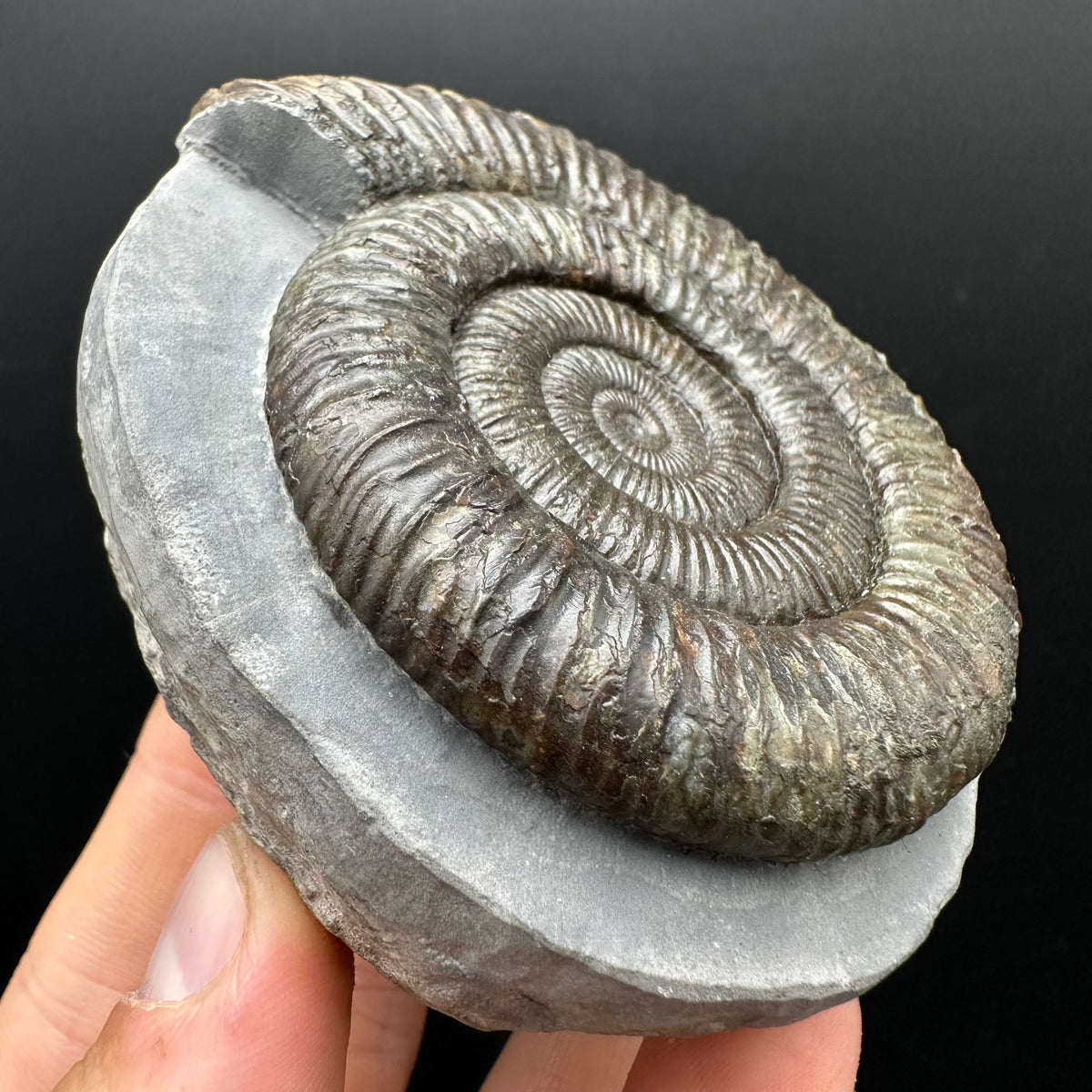Dactylioceras Ammonite Fossil With box and Stand - Whitby, North Yorkshire Jurassic Coast Yorkshire Fossils