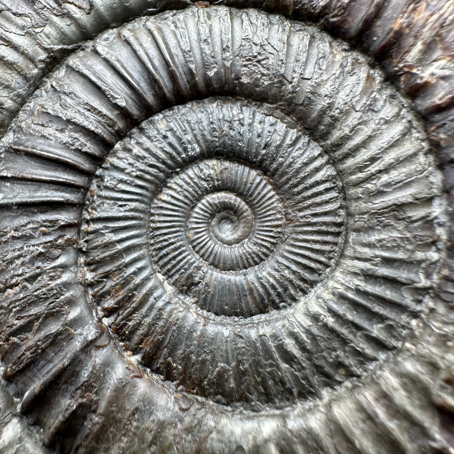 Dactylioceras Ammonite Fossil With Box And Stand - Whitby, North Yorkshire Jurassic Coast Yorkshire Fossils