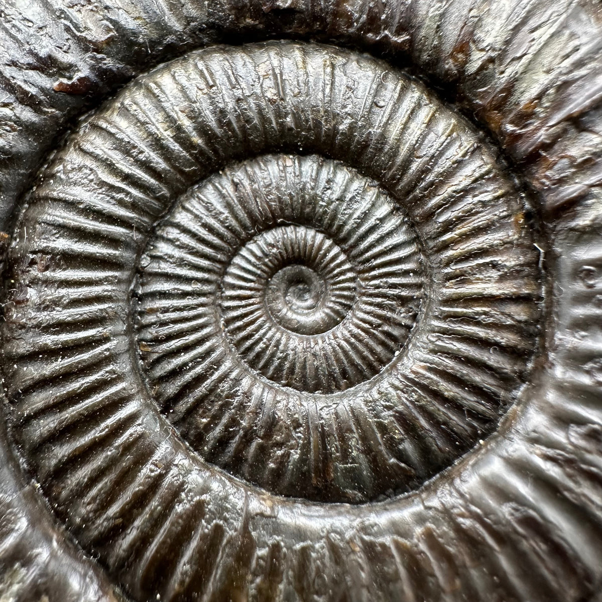 Dactylioceras Ammonite Fossil With box and Stand - Whitby, North Yorkshire Jurassic Coast Yorkshire Fossils