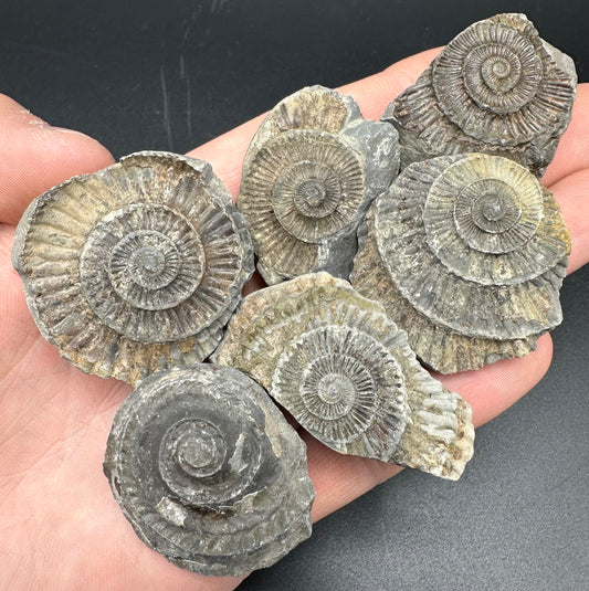 Dactylioceras imprint (negative) bundle ammonite shell fossil with box - Whitby, North Yorkshire, Yorkshire Fossils