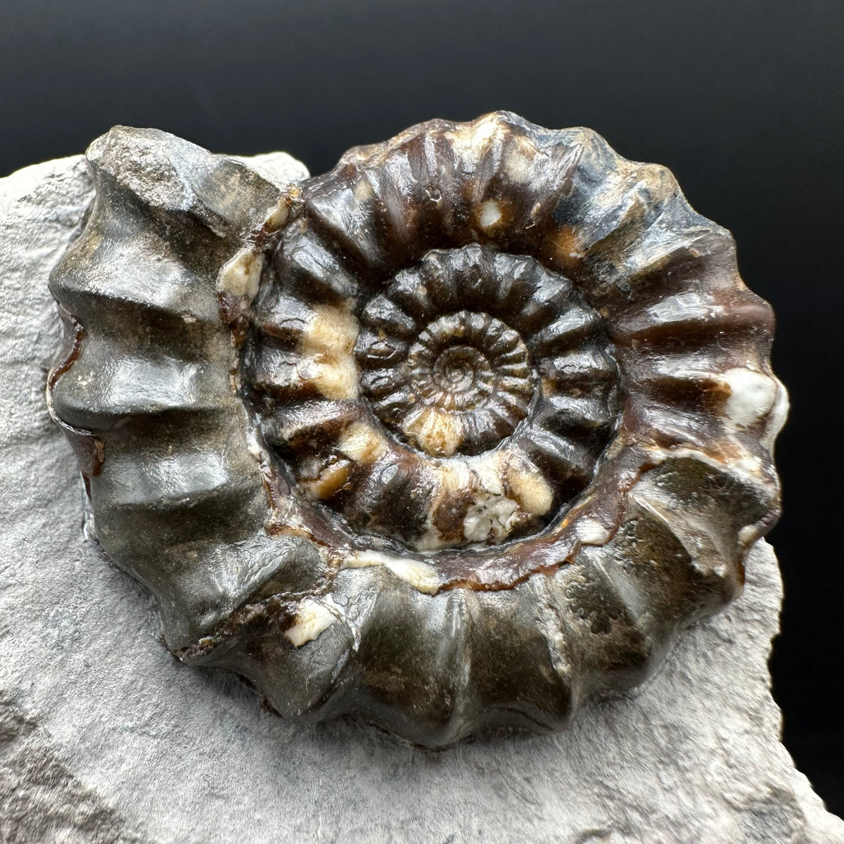 Androgynoceras maculatum ammonite fossil with box and stand - Whitby, North Yorkshire Jurassic Coast Yorkshire Fossils