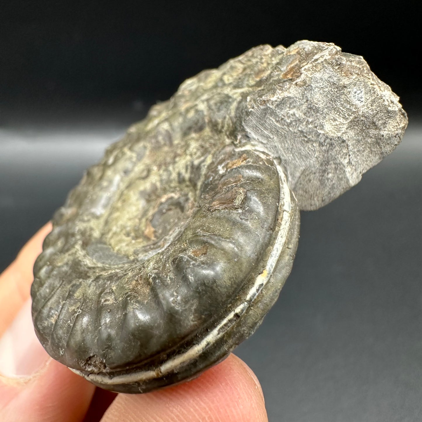 Hildoceras lusitanicum Ammonite fossil with box and stand - Whitby, North Yorkshire, Jurassic Coast, Yorkshire Fossils from the Jurassic Coast