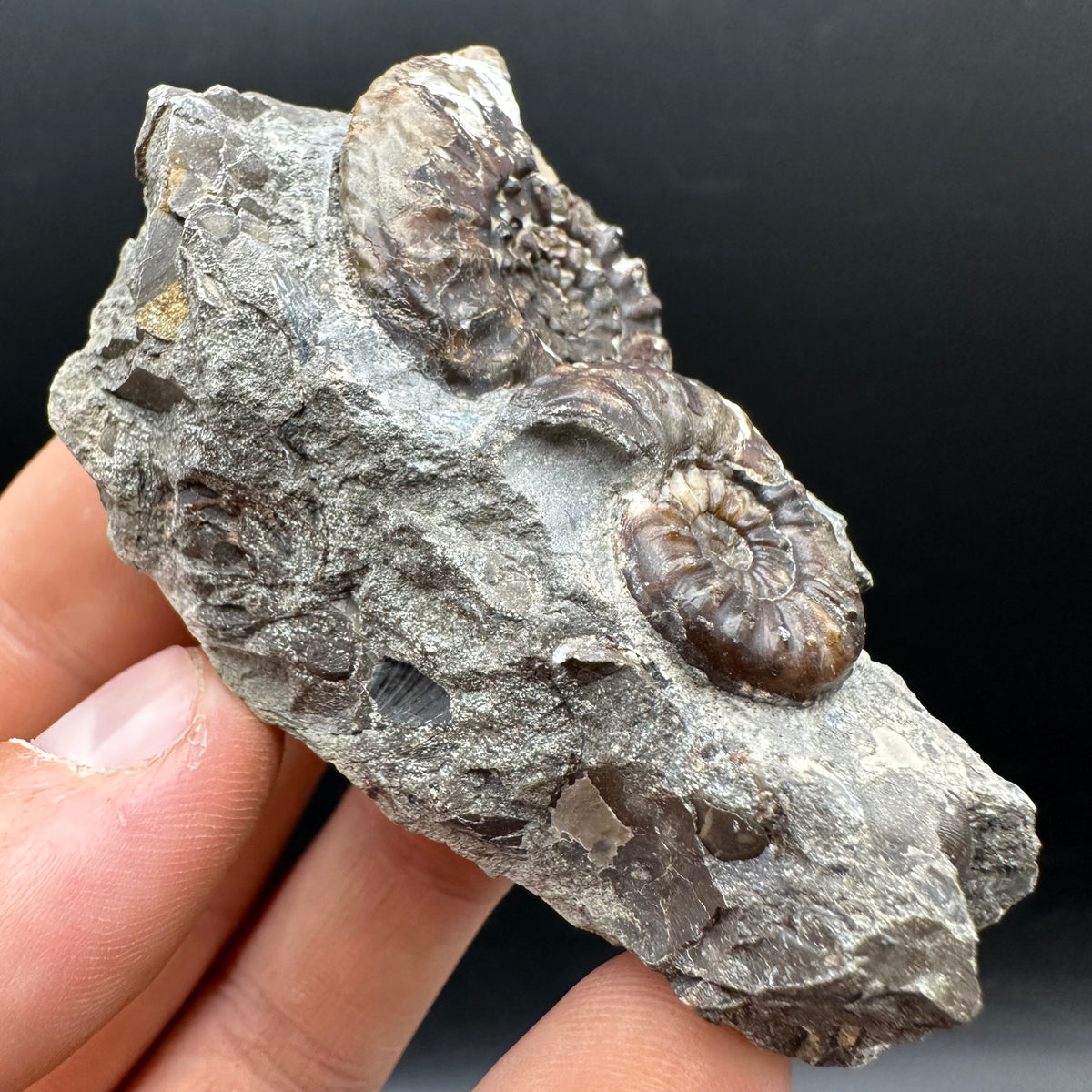 Amaltheus subnodosus Ammonite fossil with stand - Whitby, North Yorkshire Jurassic Coast Yorkshire Fossils