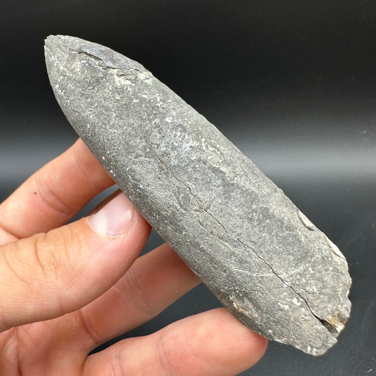 Belemnite (Fossil Squid) shell fossil with box and stand - Whitby, North Yorkshire Jurassic Coast Yorkshire Fossils