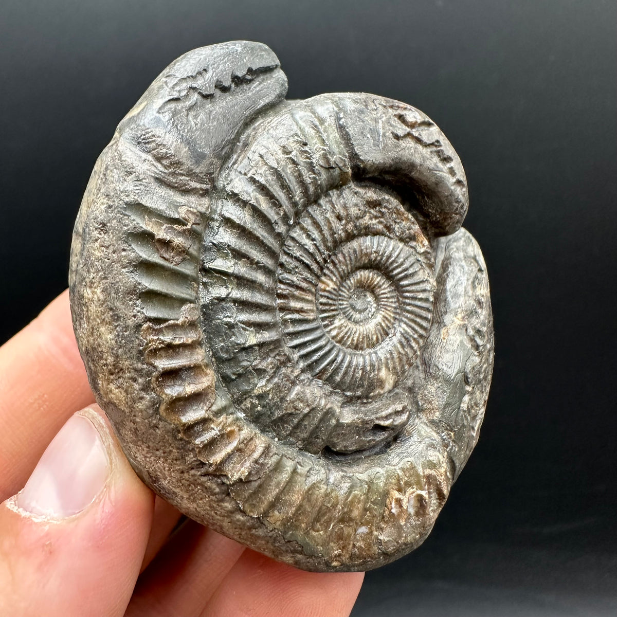 Hydra Snakestone Ammonite Fossil With Bag/Box And Stand - Whitby, North Yorkshire Jurassic Coast Yorkshire Fossils
