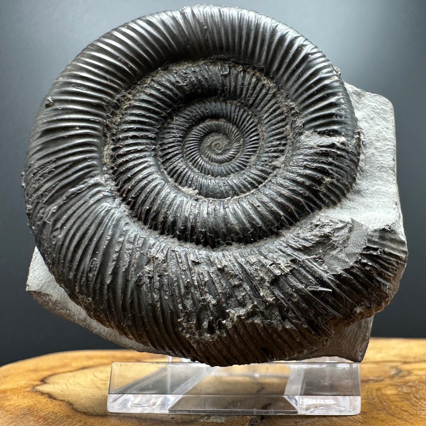 Dactylioceras clevelandicum Ammonite fossil with box and stand - Whitby, North Yorkshire Jurassic Coast