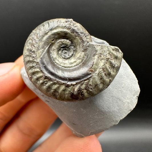 Hildoceras Bifrons Ammonite fossil with stand - Whitby, North Yorkshire Jurassic Coast, Yorkshire Fossils from the Jurassic Coast