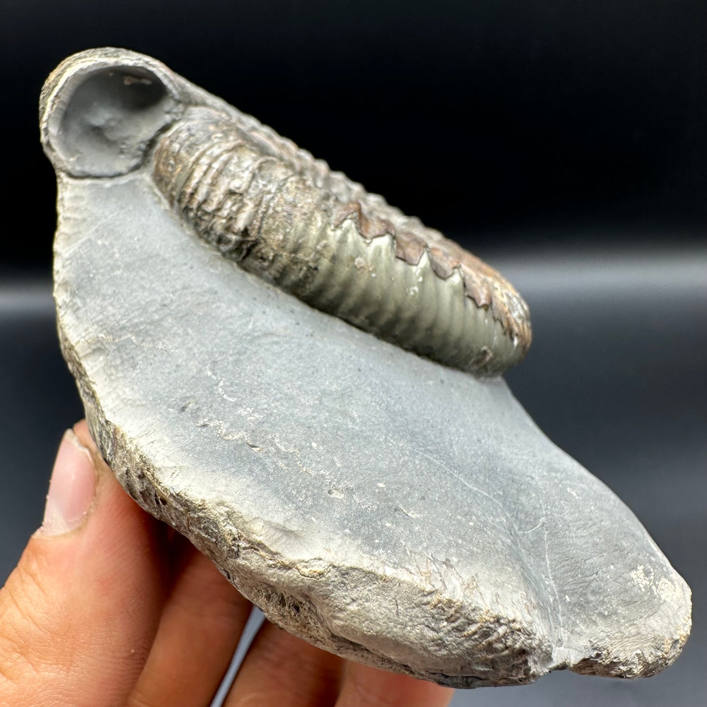 Dactylioceras Ammonite Fossil With Box And Stand - Whitby, North Yorkshire Jurassic Coast Yorkshire Fossils