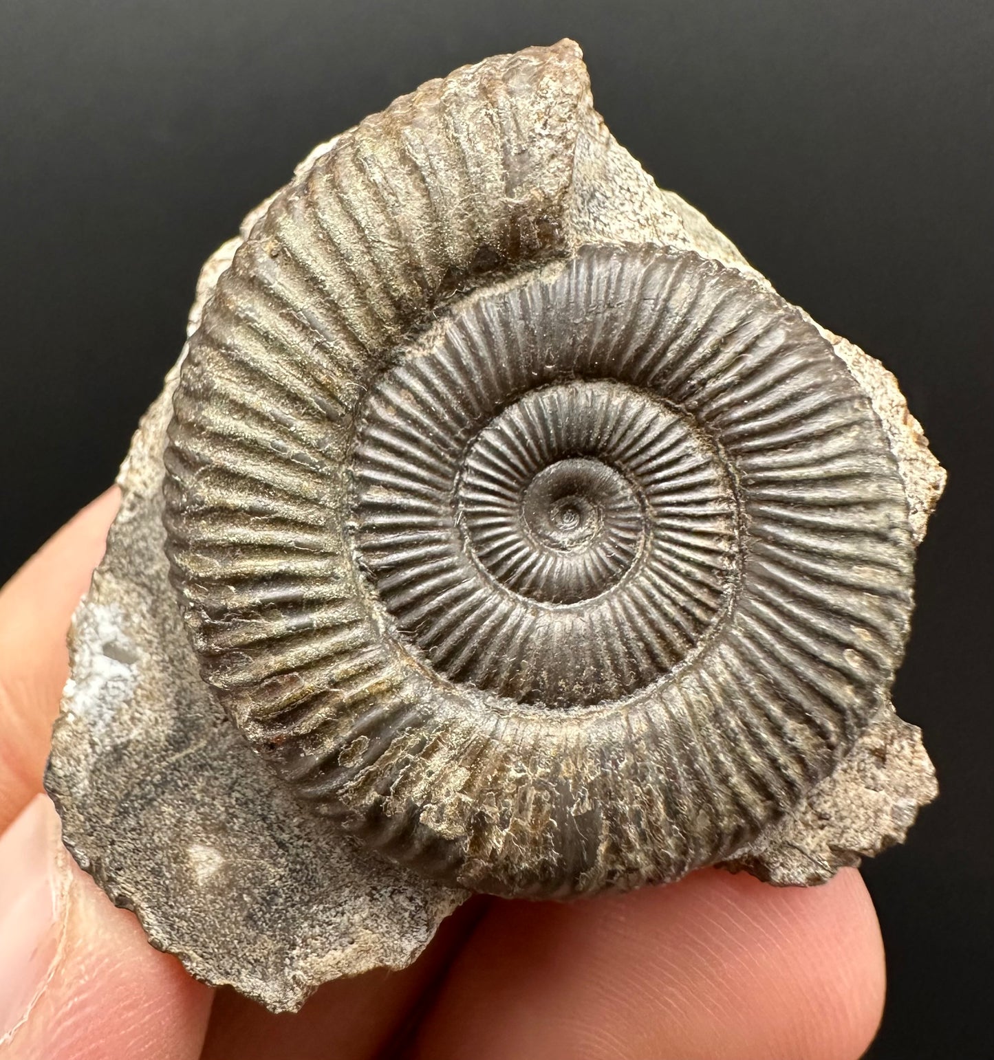 Dactylioceras Ammonite Fossil Gift Set - Whitby, North Yorkshire Jurassic Coast Yorkshire Fossils