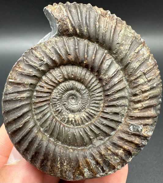 Dactylioceras Ammonite Fossil With Box And Stand - Whitby, North Yorkshire Jurassic Coast Yorkshire Fossils