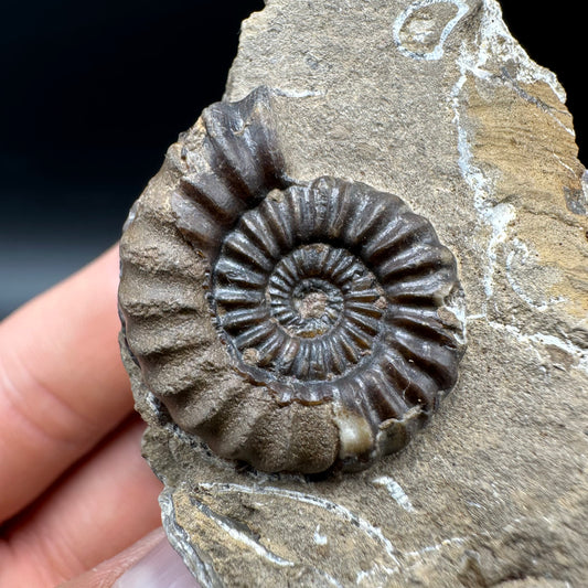 Androgynoceras capricornus Ammonite Fossil With Box And Stand - Whitby, North Yorkshire Jurassic Coast Yorkshire Fossils