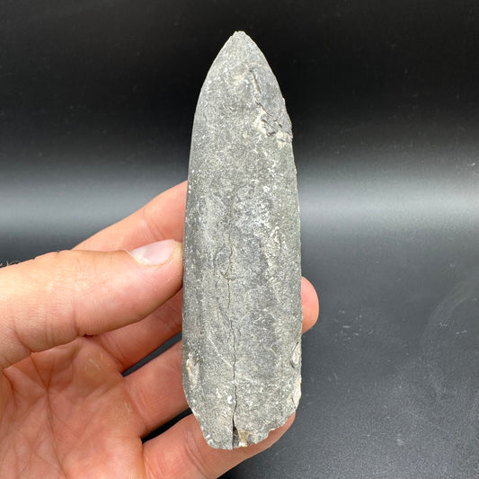 Belemnite (Fossil Squid) shell fossil with box and stand - Whitby, North Yorkshire Jurassic Coast Yorkshire Fossils