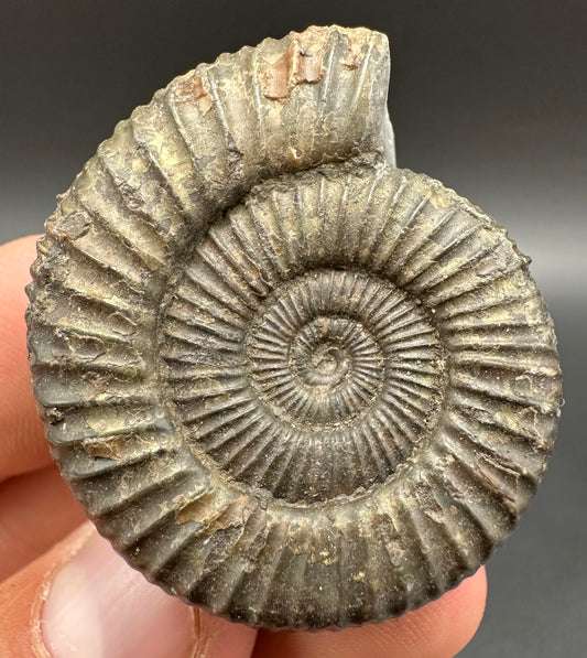 Dactylioceras Ammonite Fossil With Box And Stand - Whitby, North Yorkshire Jurassic Coast Yorkshire Fossils