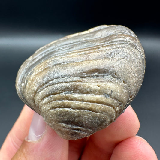 Shell fossil with tin and stand - Whitby, North Yorkshire, Jurassic Coast, Yorkshire Fossils