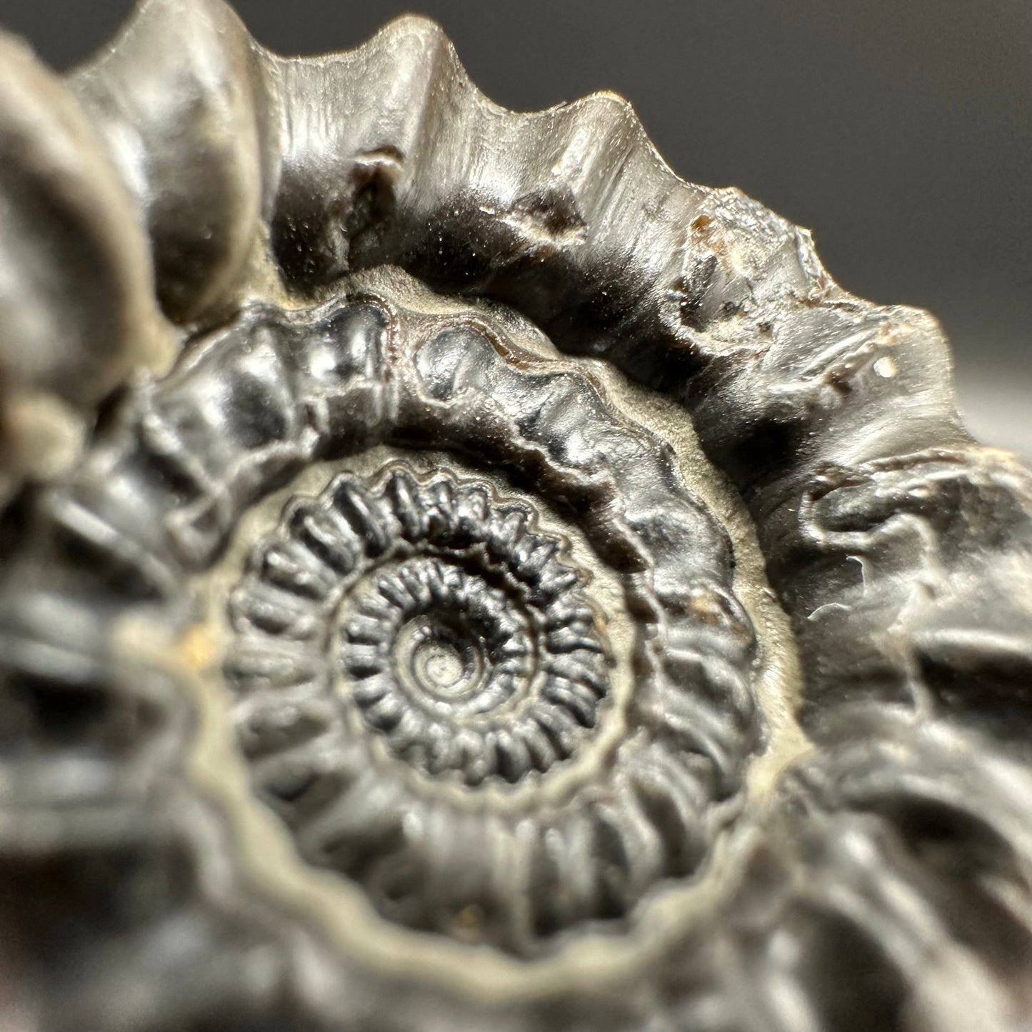 Gagaticeras Ammonite fossil with box and stand - Whitby, North Yorkshire Jurassic Coast Yorkshire Fossils