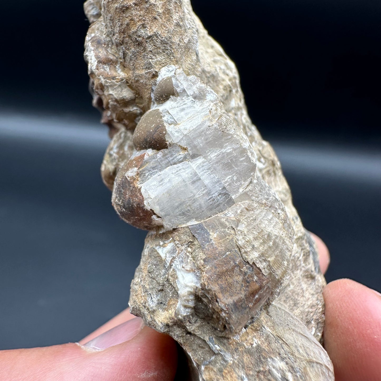 Androgynoceras Capricornus ammonite / Gastropod fossil with box and stand - Whitby, North Yorkshire Jurassic Coast Yorkshire Fossils