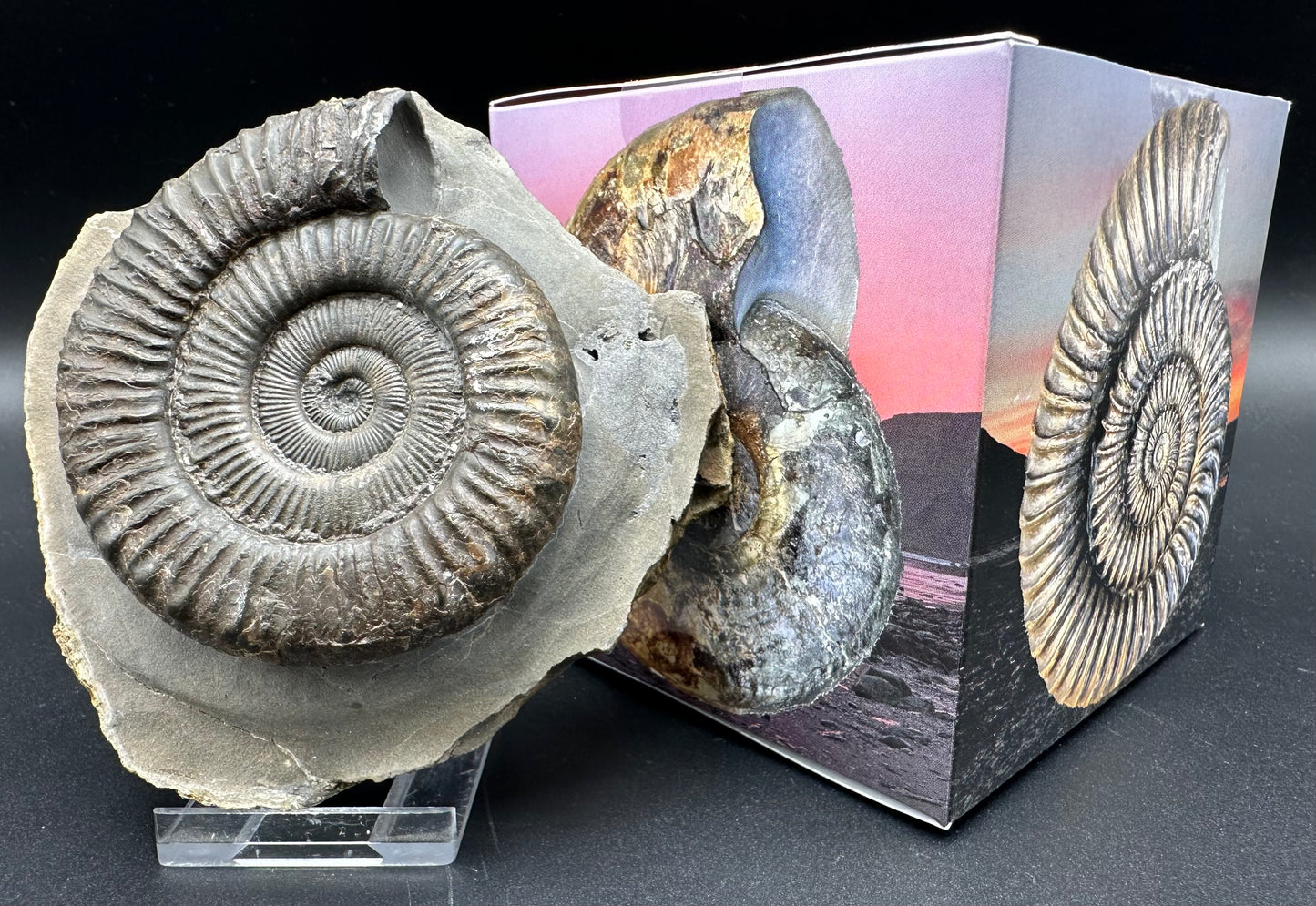 Peronoceras turriculatum ammonite fossil with box and stand - Whitby, North Yorkshire Jurassic Coast, Yorkshire fossils