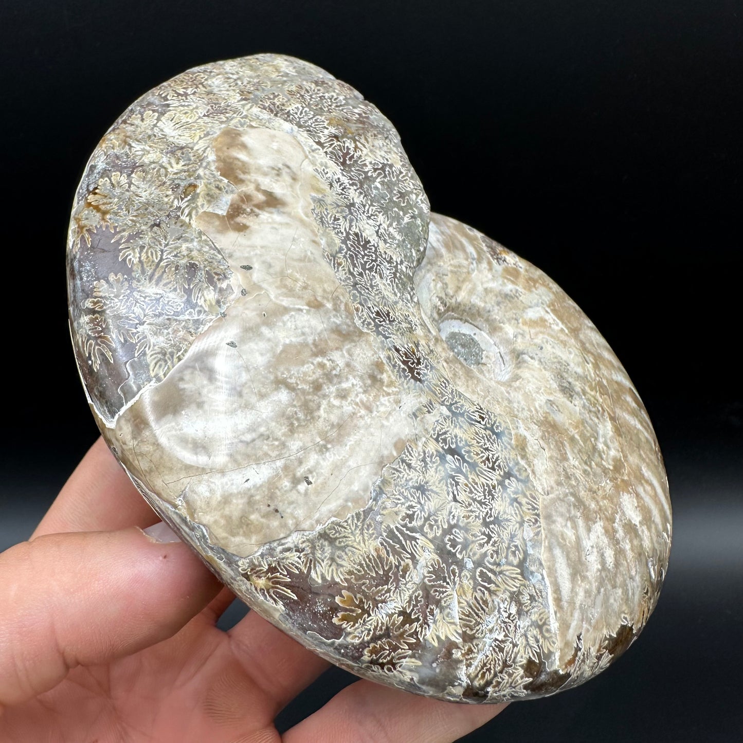 Cleoniceras Ammonite Fossil With Stand - Cretaceous Ammonite Madagascar