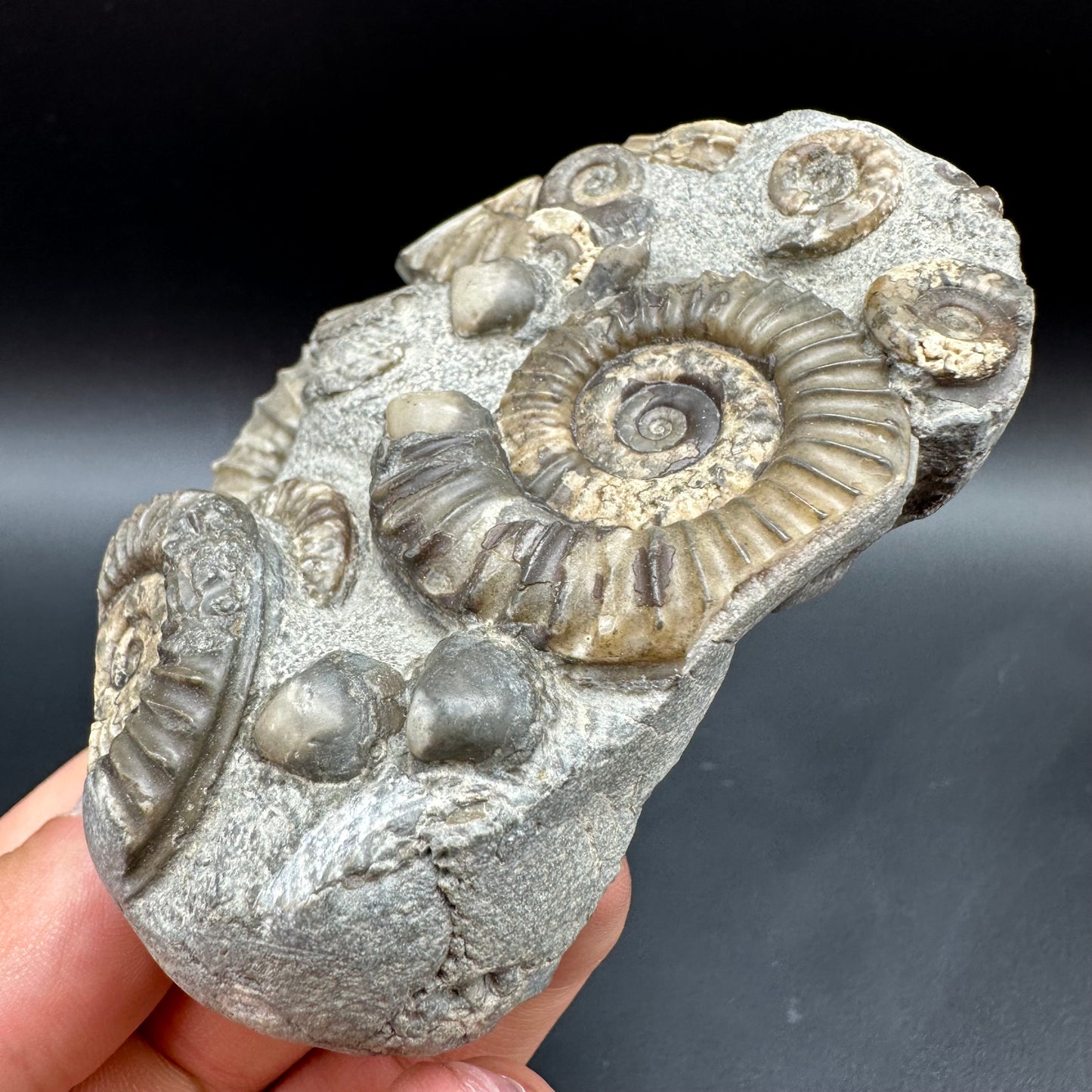 Arnioceras ammonite shell fossil with box and stand - Whitby, North Yorkshire Jurassic Coast Yorkshire Fossils