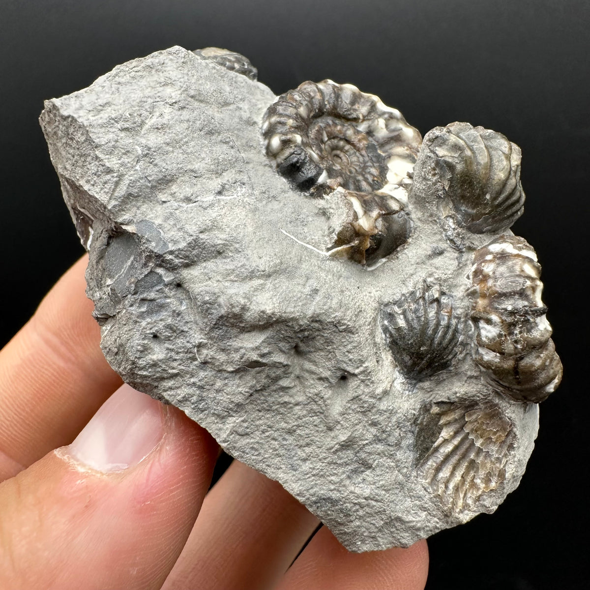 Androgynoceras maculatum ammonite fossil with box and stand - Whitby, North Yorkshire Jurassic Coast Yorkshire Fossils