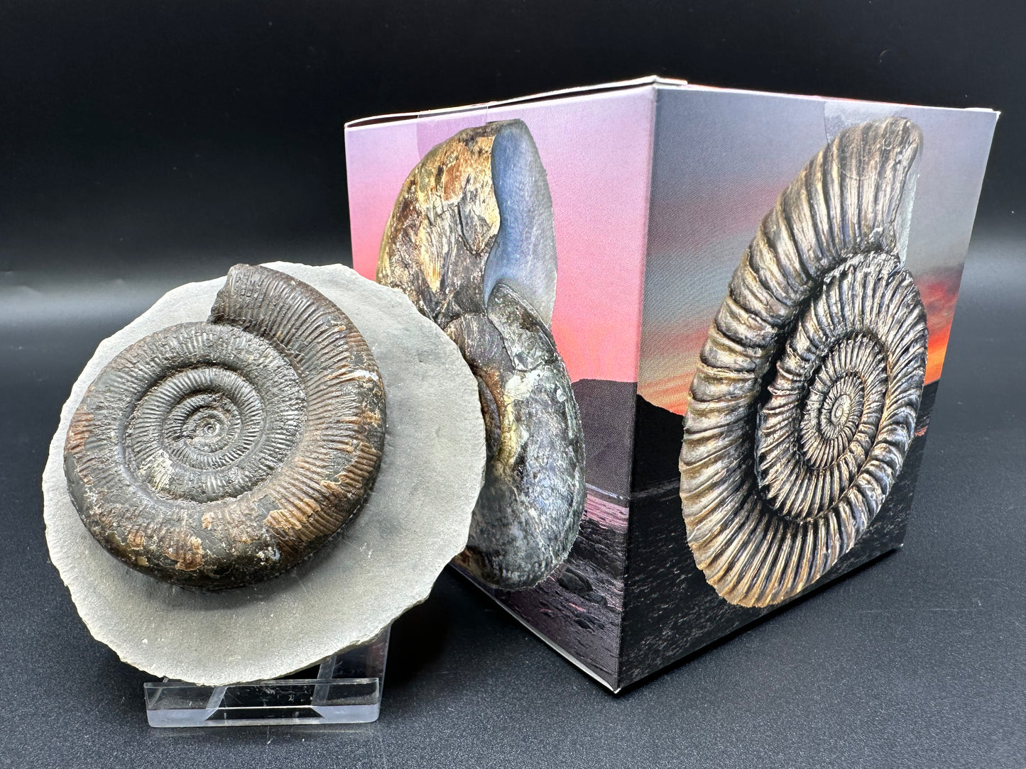 Dactylioceras tenuicostatum ammonite fossil with box and stand - Whitby, North Yorkshire Jurassic Coast